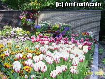 [P49] Olanda - Parcul Keukenhof » foto by popescu.borsa*
 - 
<span class="allrVoted glyphicon glyphicon-heart hidden" id="av195063"></span>
<a class="m-l-10 hidden" id="sv195063" onclick="voting_Foto_DelVot(,195063,8128)" role="button">șterge vot <span class="glyphicon glyphicon-remove"></span></a>
<a id="v9195063" class=" c-red"  onclick="voting_Foto_SetVot(195063)" role="button"><span class="glyphicon glyphicon-heart-empty"></span> <b>LIKE</b> = Votează poza</a> <img class="hidden"  id="f195063W9" src="/imagini/loader.gif" border="0" /><span class="AjErrMes hidden" id="e195063ErM"></span>