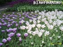 [P05] Olanda - Parcul Keukenhof » foto by popescu.borsa*
 - 
<span class="allrVoted glyphicon glyphicon-heart hidden" id="av195017"></span>
<a class="m-l-10 hidden" id="sv195017" onclick="voting_Foto_DelVot(,195017,8128)" role="button">șterge vot <span class="glyphicon glyphicon-remove"></span></a>
<a id="v9195017" class=" c-red"  onclick="voting_Foto_SetVot(195017)" role="button"><span class="glyphicon glyphicon-heart-empty"></span> <b>LIKE</b> = Votează poza</a> <img class="hidden"  id="f195017W9" src="/imagini/loader.gif" border="0" /><span class="AjErrMes hidden" id="e195017ErM"></span>