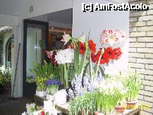 [P53] Olanda - Parcul Keukenhof » foto by popescu.borsa*
 - 
<span class="allrVoted glyphicon glyphicon-heart hidden" id="av195067"></span>
<a class="m-l-10 hidden" id="sv195067" onclick="voting_Foto_DelVot(,195067,8128)" role="button">șterge vot <span class="glyphicon glyphicon-remove"></span></a>
<a id="v9195067" class=" c-red"  onclick="voting_Foto_SetVot(195067)" role="button"><span class="glyphicon glyphicon-heart-empty"></span> <b>LIKE</b> = Votează poza</a> <img class="hidden"  id="f195067W9" src="/imagini/loader.gif" border="0" /><span class="AjErrMes hidden" id="e195067ErM"></span>