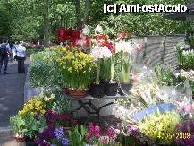 [P55] Olanda - Parcul Keukenhof » foto by popescu.borsa*
 - 
<span class="allrVoted glyphicon glyphicon-heart hidden" id="av195070"></span>
<a class="m-l-10 hidden" id="sv195070" onclick="voting_Foto_DelVot(,195070,8128)" role="button">șterge vot <span class="glyphicon glyphicon-remove"></span></a>
<a id="v9195070" class=" c-red"  onclick="voting_Foto_SetVot(195070)" role="button"><span class="glyphicon glyphicon-heart-empty"></span> <b>LIKE</b> = Votează poza</a> <img class="hidden"  id="f195070W9" src="/imagini/loader.gif" border="0" /><span class="AjErrMes hidden" id="e195070ErM"></span>