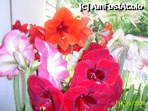 [P56] Olanda - Parcul Keukenhof » foto by popescu.borsa*
 - 
<span class="allrVoted glyphicon glyphicon-heart hidden" id="av195071"></span>
<a class="m-l-10 hidden" id="sv195071" onclick="voting_Foto_DelVot(,195071,8128)" role="button">șterge vot <span class="glyphicon glyphicon-remove"></span></a>
<a id="v9195071" class=" c-red"  onclick="voting_Foto_SetVot(195071)" role="button"><span class="glyphicon glyphicon-heart-empty"></span> <b>LIKE</b> = Votează poza</a> <img class="hidden"  id="f195071W9" src="/imagini/loader.gif" border="0" /><span class="AjErrMes hidden" id="e195071ErM"></span>