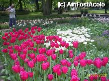 [P57] Olanda - Parcul Keukenhof » foto by popescu.borsa*
 - 
<span class="allrVoted glyphicon glyphicon-heart hidden" id="av195072"></span>
<a class="m-l-10 hidden" id="sv195072" onclick="voting_Foto_DelVot(,195072,8128)" role="button">șterge vot <span class="glyphicon glyphicon-remove"></span></a>
<a id="v9195072" class=" c-red"  onclick="voting_Foto_SetVot(195072)" role="button"><span class="glyphicon glyphicon-heart-empty"></span> <b>LIKE</b> = Votează poza</a> <img class="hidden"  id="f195072W9" src="/imagini/loader.gif" border="0" /><span class="AjErrMes hidden" id="e195072ErM"></span>