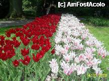 [P58] Olanda - Parcul Keukenhof » foto by popescu.borsa*
 - 
<span class="allrVoted glyphicon glyphicon-heart hidden" id="av195074"></span>
<a class="m-l-10 hidden" id="sv195074" onclick="voting_Foto_DelVot(,195074,8128)" role="button">șterge vot <span class="glyphicon glyphicon-remove"></span></a>
<a id="v9195074" class=" c-red"  onclick="voting_Foto_SetVot(195074)" role="button"><span class="glyphicon glyphicon-heart-empty"></span> <b>LIKE</b> = Votează poza</a> <img class="hidden"  id="f195074W9" src="/imagini/loader.gif" border="0" /><span class="AjErrMes hidden" id="e195074ErM"></span>