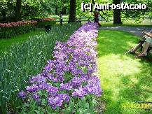 [P60] Olanda - Parcul Keukenhof » foto by popescu.borsa*
 - 
<span class="allrVoted glyphicon glyphicon-heart hidden" id="av195076"></span>
<a class="m-l-10 hidden" id="sv195076" onclick="voting_Foto_DelVot(,195076,8128)" role="button">șterge vot <span class="glyphicon glyphicon-remove"></span></a>
<a id="v9195076" class=" c-red"  onclick="voting_Foto_SetVot(195076)" role="button"><span class="glyphicon glyphicon-heart-empty"></span> <b>LIKE</b> = Votează poza</a> <img class="hidden"  id="f195076W9" src="/imagini/loader.gif" border="0" /><span class="AjErrMes hidden" id="e195076ErM"></span>