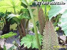 [P61] Olanda - Parcul Keukenhof » foto by popescu.borsa*
 - 
<span class="allrVoted glyphicon glyphicon-heart hidden" id="av195077"></span>
<a class="m-l-10 hidden" id="sv195077" onclick="voting_Foto_DelVot(,195077,8128)" role="button">șterge vot <span class="glyphicon glyphicon-remove"></span></a>
<a id="v9195077" class=" c-red"  onclick="voting_Foto_SetVot(195077)" role="button"><span class="glyphicon glyphicon-heart-empty"></span> <b>LIKE</b> = Votează poza</a> <img class="hidden"  id="f195077W9" src="/imagini/loader.gif" border="0" /><span class="AjErrMes hidden" id="e195077ErM"></span>