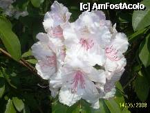 [P07] Olanda - Parcul Keukenhof » foto by popescu.borsa*
 - 
<span class="allrVoted glyphicon glyphicon-heart hidden" id="av195019"></span>
<a class="m-l-10 hidden" id="sv195019" onclick="voting_Foto_DelVot(,195019,8128)" role="button">șterge vot <span class="glyphicon glyphicon-remove"></span></a>
<a id="v9195019" class=" c-red"  onclick="voting_Foto_SetVot(195019)" role="button"><span class="glyphicon glyphicon-heart-empty"></span> <b>LIKE</b> = Votează poza</a> <img class="hidden"  id="f195019W9" src="/imagini/loader.gif" border="0" /><span class="AjErrMes hidden" id="e195019ErM"></span>