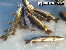 [P24] o parte din captura.. » foto by lalita21
 - 
<span class="allrVoted glyphicon glyphicon-heart hidden" id="av185696"></span>
<a class="m-l-10 hidden" id="sv185696" onclick="voting_Foto_DelVot(,185696,8128)" role="button">șterge vot <span class="glyphicon glyphicon-remove"></span></a>
<a id="v9185696" class=" c-red"  onclick="voting_Foto_SetVot(185696)" role="button"><span class="glyphicon glyphicon-heart-empty"></span> <b>LIKE</b> = Votează poza</a> <img class="hidden"  id="f185696W9" src="/imagini/loader.gif" border="0" /><span class="AjErrMes hidden" id="e185696ErM"></span>