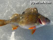 [P26] 'mireasa ' colectiei.. o bibanoaica.. » foto by lalita21
 - 
<span class="allrVoted glyphicon glyphicon-heart hidden" id="av185699"></span>
<a class="m-l-10 hidden" id="sv185699" onclick="voting_Foto_DelVot(,185699,8128)" role="button">șterge vot <span class="glyphicon glyphicon-remove"></span></a>
<a id="v9185699" class=" c-red"  onclick="voting_Foto_SetVot(185699)" role="button"><span class="glyphicon glyphicon-heart-empty"></span> <b>LIKE</b> = Votează poza</a> <img class="hidden"  id="f185699W9" src="/imagini/loader.gif" border="0" /><span class="AjErrMes hidden" id="e185699ErM"></span>