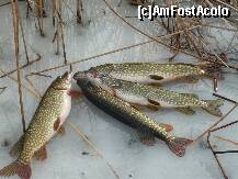 [P06]  -- <small>// FĂRĂ DESCRIERE</small> » foto by lalita21
 - 
<span class="allrVoted glyphicon glyphicon-heart hidden" id="av185667"></span>
<a class="m-l-10 hidden" id="sv185667" onclick="voting_Foto_DelVot(,185667,8128)" role="button">șterge vot <span class="glyphicon glyphicon-remove"></span></a>
<a id="v9185667" class=" c-red"  onclick="voting_Foto_SetVot(185667)" role="button"><span class="glyphicon glyphicon-heart-empty"></span> <b>LIKE</b> = Votează poza</a> <img class="hidden"  id="f185667W9" src="/imagini/loader.gif" border="0" /><span class="AjErrMes hidden" id="e185667ErM"></span>