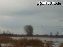 [P07] stol de lebede ..ratacite peste lac » foto by lalita21
 - 
<span class="allrVoted glyphicon glyphicon-heart hidden" id="av185668"></span>
<a class="m-l-10 hidden" id="sv185668" onclick="voting_Foto_DelVot(,185668,8128)" role="button">șterge vot <span class="glyphicon glyphicon-remove"></span></a>
<a id="v9185668" class=" c-red"  onclick="voting_Foto_SetVot(185668)" role="button"><span class="glyphicon glyphicon-heart-empty"></span> <b>LIKE</b> = Votează poza</a> <img class="hidden"  id="f185668W9" src="/imagini/loader.gif" border="0" /><span class="AjErrMes hidden" id="e185668ErM"></span>