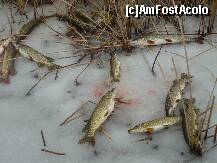 [P08] victimele ..nu au incetat sa apara.. » foto by lalita21
 - 
<span class="allrVoted glyphicon glyphicon-heart hidden" id="av185670"></span>
<a class="m-l-10 hidden" id="sv185670" onclick="voting_Foto_DelVot(,185670,8128)" role="button">șterge vot <span class="glyphicon glyphicon-remove"></span></a>
<a id="v9185670" class=" c-red"  onclick="voting_Foto_SetVot(185670)" role="button"><span class="glyphicon glyphicon-heart-empty"></span> <b>LIKE</b> = Votează poza</a> <img class="hidden"  id="f185670W9" src="/imagini/loader.gif" border="0" /><span class="AjErrMes hidden" id="e185670ErM"></span>