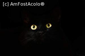 [P04] Ceasul chior, pisoiul 13 » foto by Yersinia Pestis
 - 
<span class="allrVoted glyphicon glyphicon-heart hidden" id="av1254707"></span>
<a class="m-l-10 hidden" id="sv1254707" onclick="voting_Foto_DelVot(,1254707,8128)" role="button">șterge vot <span class="glyphicon glyphicon-remove"></span></a>
<a id="v91254707" class=" c-red"  onclick="voting_Foto_SetVot(1254707)" role="button"><span class="glyphicon glyphicon-heart-empty"></span> <b>LIKE</b> = Votează poza</a> <img class="hidden"  id="f1254707W9" src="/imagini/loader.gif" border="0" /><span class="AjErrMes hidden" id="e1254707ErM"></span>