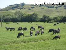 [P05] Peisaj nr.5 » foto by dorgo
 - 
<span class="allrVoted glyphicon glyphicon-heart hidden" id="av263956"></span>
<a class="m-l-10 hidden" id="sv263956" onclick="voting_Foto_DelVot(,263956,8128)" role="button">șterge vot <span class="glyphicon glyphicon-remove"></span></a>
<a id="v9263956" class=" c-red"  onclick="voting_Foto_SetVot(263956)" role="button"><span class="glyphicon glyphicon-heart-empty"></span> <b>LIKE</b> = Votează poza</a> <img class="hidden"  id="f263956W9" src="/imagini/loader.gif" border="0" /><span class="AjErrMes hidden" id="e263956ErM"></span>