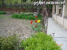 [P04] cateva lalele la inceput de primavara » foto by deliutza27
 - 
<span class="allrVoted glyphicon glyphicon-heart hidden" id="av152267"></span>
<a class="m-l-10 hidden" id="sv152267" onclick="voting_Foto_DelVot(,152267,8128)" role="button">șterge vot <span class="glyphicon glyphicon-remove"></span></a>
<a id="v9152267" class=" c-red"  onclick="voting_Foto_SetVot(152267)" role="button"><span class="glyphicon glyphicon-heart-empty"></span> <b>LIKE</b> = Votează poza</a> <img class="hidden"  id="f152267W9" src="/imagini/loader.gif" border="0" /><span class="AjErrMes hidden" id="e152267ErM"></span>