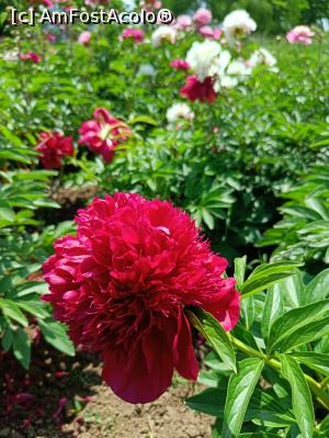 [P11] Varietate de bujor. » foto by tata123 🔱
 - 
<span class="allrVoted glyphicon glyphicon-heart hidden" id="av1366817"></span>
<a class="m-l-10 hidden" id="sv1366817" onclick="voting_Foto_DelVot(,1366817,8128)" role="button">șterge vot <span class="glyphicon glyphicon-remove"></span></a>
<a id="v91366817" class=" c-red"  onclick="voting_Foto_SetVot(1366817)" role="button"><span class="glyphicon glyphicon-heart-empty"></span> <b>LIKE</b> = Votează poza</a> <img class="hidden"  id="f1366817W9" src="/imagini/loader.gif" border="0" /><span class="AjErrMes hidden" id="e1366817ErM"></span>