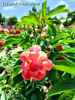 [P12] Varietate de bujor. » foto by tata123 🔱
 - 
<span class="allrVoted glyphicon glyphicon-heart hidden" id="av1366818"></span>
<a class="m-l-10 hidden" id="sv1366818" onclick="voting_Foto_DelVot(,1366818,8128)" role="button">șterge vot <span class="glyphicon glyphicon-remove"></span></a>
<a id="v91366818" class=" c-red"  onclick="voting_Foto_SetVot(1366818)" role="button"><span class="glyphicon glyphicon-heart-empty"></span> <b>LIKE</b> = Votează poza</a> <img class="hidden"  id="f1366818W9" src="/imagini/loader.gif" border="0" /><span class="AjErrMes hidden" id="e1366818ErM"></span>