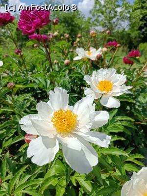 [P13] Varietate de bujor. » foto by tata123 🔱
 - 
<span class="allrVoted glyphicon glyphicon-heart hidden" id="av1366819"></span>
<a class="m-l-10 hidden" id="sv1366819" onclick="voting_Foto_DelVot(,1366819,8128)" role="button">șterge vot <span class="glyphicon glyphicon-remove"></span></a>
<a id="v91366819" class=" c-red"  onclick="voting_Foto_SetVot(1366819)" role="button"><span class="glyphicon glyphicon-heart-empty"></span> <b>LIKE</b> = Votează poza</a> <img class="hidden"  id="f1366819W9" src="/imagini/loader.gif" border="0" /><span class="AjErrMes hidden" id="e1366819ErM"></span>