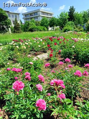 [P16] Printre bujori. » foto by tata123 🔱
 - 
<span class="allrVoted glyphicon glyphicon-heart hidden" id="av1366822"></span>
<a class="m-l-10 hidden" id="sv1366822" onclick="voting_Foto_DelVot(,1366822,8128)" role="button">șterge vot <span class="glyphicon glyphicon-remove"></span></a>
<a id="v91366822" class=" c-red"  onclick="voting_Foto_SetVot(1366822)" role="button"><span class="glyphicon glyphicon-heart-empty"></span> <b>LIKE</b> = Votează poza</a> <img class="hidden"  id="f1366822W9" src="/imagini/loader.gif" border="0" /><span class="AjErrMes hidden" id="e1366822ErM"></span>