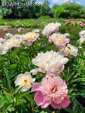 [P17] Varietate de bujor. » foto by tata123 🔱
 - 
<span class="allrVoted glyphicon glyphicon-heart hidden" id="av1366823"></span>
<a class="m-l-10 hidden" id="sv1366823" onclick="voting_Foto_DelVot(,1366823,8128)" role="button">șterge vot <span class="glyphicon glyphicon-remove"></span></a>
<a id="v91366823" class=" c-red"  onclick="voting_Foto_SetVot(1366823)" role="button"><span class="glyphicon glyphicon-heart-empty"></span> <b>LIKE</b> = Votează poza</a> <img class="hidden"  id="f1366823W9" src="/imagini/loader.gif" border="0" /><span class="AjErrMes hidden" id="e1366823ErM"></span>