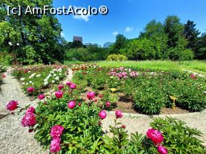 [P02] Lumea bujorilor. » foto by tata123 🔱
 - 
<span class="allrVoted glyphicon glyphicon-heart hidden" id="av1366808"></span>
<a class="m-l-10 hidden" id="sv1366808" onclick="voting_Foto_DelVot(,1366808,8128)" role="button">șterge vot <span class="glyphicon glyphicon-remove"></span></a>
<a id="v91366808" class=" c-red"  onclick="voting_Foto_SetVot(1366808)" role="button"><span class="glyphicon glyphicon-heart-empty"></span> <b>LIKE</b> = Votează poza</a> <img class="hidden"  id="f1366808W9" src="/imagini/loader.gif" border="0" /><span class="AjErrMes hidden" id="e1366808ErM"></span>