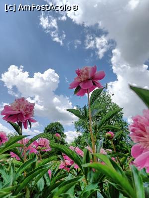 [P03] Floarea națională se &icirc;nalță spre cerul Rom&acirc;niei. » foto by tata123 🔱
 - 
<span class="allrVoted glyphicon glyphicon-heart hidden" id="av1366809"></span>
<a class="m-l-10 hidden" id="sv1366809" onclick="voting_Foto_DelVot(,1366809,8128)" role="button">șterge vot <span class="glyphicon glyphicon-remove"></span></a>
<a id="v91366809" class=" c-red"  onclick="voting_Foto_SetVot(1366809)" role="button"><span class="glyphicon glyphicon-heart-empty"></span> <b>LIKE</b> = Votează poza</a> <img class="hidden"  id="f1366809W9" src="/imagini/loader.gif" border="0" /><span class="AjErrMes hidden" id="e1366809ErM"></span>