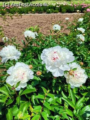[P04] Varietate de bujor. » foto by tata123 🔱
 - 
<span class="allrVoted glyphicon glyphicon-heart hidden" id="av1366810"></span>
<a class="m-l-10 hidden" id="sv1366810" onclick="voting_Foto_DelVot(,1366810,8128)" role="button">șterge vot <span class="glyphicon glyphicon-remove"></span></a>
<a id="v91366810" class=" c-red"  onclick="voting_Foto_SetVot(1366810)" role="button"><span class="glyphicon glyphicon-heart-empty"></span> <b>LIKE</b> = Votează poza</a> <img class="hidden"  id="f1366810W9" src="/imagini/loader.gif" border="0" /><span class="AjErrMes hidden" id="e1366810ErM"></span>