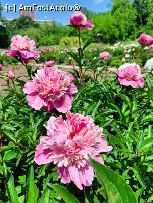 [P05] Varietate de bujor. » foto by tata123 🔱
 - 
<span class="allrVoted glyphicon glyphicon-heart hidden" id="av1366811"></span>
<a class="m-l-10 hidden" id="sv1366811" onclick="voting_Foto_DelVot(,1366811,8128)" role="button">șterge vot <span class="glyphicon glyphicon-remove"></span></a>
<a id="v91366811" class=" c-red"  onclick="voting_Foto_SetVot(1366811)" role="button"><span class="glyphicon glyphicon-heart-empty"></span> <b>LIKE</b> = Votează poza</a> <img class="hidden"  id="f1366811W9" src="/imagini/loader.gif" border="0" /><span class="AjErrMes hidden" id="e1366811ErM"></span>