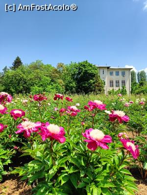 [P06] Varietate de bujor. » foto by tata123 🔱
 - 
<span class="allrVoted glyphicon glyphicon-heart hidden" id="av1366812"></span>
<a class="m-l-10 hidden" id="sv1366812" onclick="voting_Foto_DelVot(,1366812,8128)" role="button">șterge vot <span class="glyphicon glyphicon-remove"></span></a>
<a id="v91366812" class=" c-red"  onclick="voting_Foto_SetVot(1366812)" role="button"><span class="glyphicon glyphicon-heart-empty"></span> <b>LIKE</b> = Votează poza</a> <img class="hidden"  id="f1366812W9" src="/imagini/loader.gif" border="0" /><span class="AjErrMes hidden" id="e1366812ErM"></span>