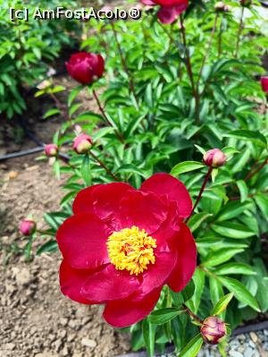 [P07] Varietate de bujor. » foto by tata123 🔱
 - 
<span class="allrVoted glyphicon glyphicon-heart hidden" id="av1366813"></span>
<a class="m-l-10 hidden" id="sv1366813" onclick="voting_Foto_DelVot(,1366813,8128)" role="button">șterge vot <span class="glyphicon glyphicon-remove"></span></a>
<a id="v91366813" class=" c-red"  onclick="voting_Foto_SetVot(1366813)" role="button"><span class="glyphicon glyphicon-heart-empty"></span> <b>LIKE</b> = Votează poza</a> <img class="hidden"  id="f1366813W9" src="/imagini/loader.gif" border="0" /><span class="AjErrMes hidden" id="e1366813ErM"></span>