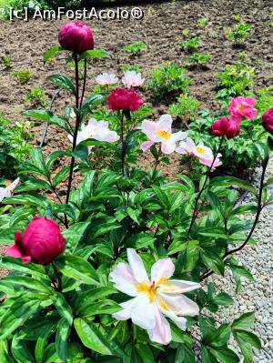 [P08] Combinații colorate. » foto by tata123 🔱
 - 
<span class="allrVoted glyphicon glyphicon-heart hidden" id="av1366814"></span>
<a class="m-l-10 hidden" id="sv1366814" onclick="voting_Foto_DelVot(,1366814,8128)" role="button">șterge vot <span class="glyphicon glyphicon-remove"></span></a>
<a id="v91366814" class=" c-red"  onclick="voting_Foto_SetVot(1366814)" role="button"><span class="glyphicon glyphicon-heart-empty"></span> <b>LIKE</b> = Votează poza</a> <img class="hidden"  id="f1366814W9" src="/imagini/loader.gif" border="0" /><span class="AjErrMes hidden" id="e1366814ErM"></span>