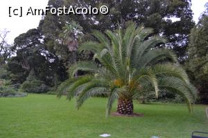 [P30] Grădina botanică Melbourne » foto by AZE
 - 
<span class="allrVoted glyphicon glyphicon-heart hidden" id="av1372410"></span>
<a class="m-l-10 hidden" id="sv1372410" onclick="voting_Foto_DelVot(,1372410,8157)" role="button">șterge vot <span class="glyphicon glyphicon-remove"></span></a>
<a id="v91372410" class=" c-red"  onclick="voting_Foto_SetVot(1372410)" role="button"><span class="glyphicon glyphicon-heart-empty"></span> <b>LIKE</b> = Votează poza</a> <img class="hidden"  id="f1372410W9" src="/imagini/loader.gif" border="0" /><span class="AjErrMes hidden" id="e1372410ErM"></span>
