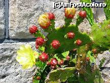 [P29] Florile de cactus » foto by badge®
 - 
<span class="allrVoted glyphicon glyphicon-heart hidden" id="av172395"></span>
<a class="m-l-10 hidden" id="sv172395" onclick="voting_Foto_DelVot(,172395,8165)" role="button">șterge vot <span class="glyphicon glyphicon-remove"></span></a>
<a id="v9172395" class=" c-red"  onclick="voting_Foto_SetVot(172395)" role="button"><span class="glyphicon glyphicon-heart-empty"></span> <b>LIKE</b> = Votează poza</a> <img class="hidden"  id="f172395W9" src="/imagini/loader.gif" border="0" /><span class="AjErrMes hidden" id="e172395ErM"></span>