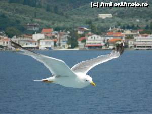 P01 [JUL-2014] In drumul spre Evia, pescarusii ne-au fost companioni fideli