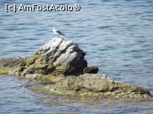 [P12] Un pescăruş în pauză » foto by irinad
 - 
<span class="allrVoted glyphicon glyphicon-heart hidden" id="av908916"></span>
<a class="m-l-10 hidden" id="sv908916" onclick="voting_Foto_DelVot(,908916,8175)" role="button">șterge vot <span class="glyphicon glyphicon-remove"></span></a>
<a id="v9908916" class=" c-red"  onclick="voting_Foto_SetVot(908916)" role="button"><span class="glyphicon glyphicon-heart-empty"></span> <b>LIKE</b> = Votează poza</a> <img class="hidden"  id="f908916W9" src="/imagini/loader.gif" border="0" /><span class="AjErrMes hidden" id="e908916ErM"></span>