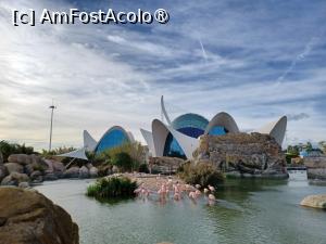 [P41] Pasari flamingo la Oceanografic » foto by BristenaBrad
 - 
<span class="allrVoted glyphicon glyphicon-heart hidden" id="av1398084"></span>
<a class="m-l-10 hidden" id="sv1398084" onclick="voting_Foto_DelVot(,1398084,8268)" role="button">șterge vot <span class="glyphicon glyphicon-remove"></span></a>
<a id="v91398084" class=" c-red"  onclick="voting_Foto_SetVot(1398084)" role="button"><span class="glyphicon glyphicon-heart-empty"></span> <b>LIKE</b> = Votează poza</a> <img class="hidden"  id="f1398084W9" src="/imagini/loader.gif" border="0" /><span class="AjErrMes hidden" id="e1398084ErM"></span>