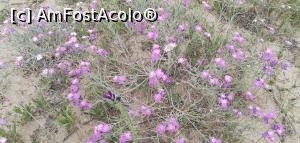 [P48] Spre plajele Mediteranei, printre dune de nisip. » foto by Aurici
 - 
<span class="allrVoted glyphicon glyphicon-heart hidden" id="av1267127"></span>
<a class="m-l-10 hidden" id="sv1267127" onclick="voting_Foto_DelVot(,1267127,8268)" role="button">șterge vot <span class="glyphicon glyphicon-remove"></span></a>
<a id="v91267127" class=" c-red"  onclick="voting_Foto_SetVot(1267127)" role="button"><span class="glyphicon glyphicon-heart-empty"></span> <b>LIKE</b> = Votează poza</a> <img class="hidden"  id="f1267127W9" src="/imagini/loader.gif" border="0" /><span class="AjErrMes hidden" id="e1267127ErM"></span>