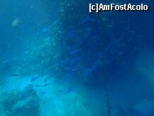 [P13] Pesti printre corali » foto by bogdansenior
 - 
<span class="allrVoted glyphicon glyphicon-heart hidden" id="av179470"></span>
<a class="m-l-10 hidden" id="sv179470" onclick="voting_Foto_DelVot(,179470,8284)" role="button">șterge vot <span class="glyphicon glyphicon-remove"></span></a>
<a id="v9179470" class=" c-red"  onclick="voting_Foto_SetVot(179470)" role="button"><span class="glyphicon glyphicon-heart-empty"></span> <b>LIKE</b> = Votează poza</a> <img class="hidden"  id="f179470W9" src="/imagini/loader.gif" border="0" /><span class="AjErrMes hidden" id="e179470ErM"></span>