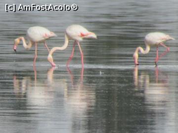 [P42] Simetrie pe lac » foto by crismis
 - 
<span class="allrVoted glyphicon glyphicon-heart hidden" id="av829704"></span>
<a class="m-l-10 hidden" id="sv829704" onclick="voting_Foto_DelVot(,829704,8430)" role="button">șterge vot <span class="glyphicon glyphicon-remove"></span></a>
<a id="v9829704" class=" c-red"  onclick="voting_Foto_SetVot(829704)" role="button"><span class="glyphicon glyphicon-heart-empty"></span> <b>LIKE</b> = Votează poza</a> <img class="hidden"  id="f829704W9" src="/imagini/loader.gif" border="0" /><span class="AjErrMes hidden" id="e829704ErM"></span>