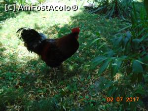 [P28] Un pintenat, locatar al satului » foto by Mitica49
 - 
<span class="allrVoted glyphicon glyphicon-heart hidden" id="av958573"></span>
<a class="m-l-10 hidden" id="sv958573" onclick="voting_Foto_DelVot(,958573,8488)" role="button">șterge vot <span class="glyphicon glyphicon-remove"></span></a>
<a id="v9958573" class=" c-red"  onclick="voting_Foto_SetVot(958573)" role="button"><span class="glyphicon glyphicon-heart-empty"></span> <b>LIKE</b> = Votează poza</a> <img class="hidden"  id="f958573W9" src="/imagini/loader.gif" border="0" /><span class="AjErrMes hidden" id="e958573ErM"></span>