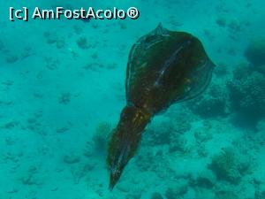 [P23] Reef squid » foto by basaku
 - 
<span class="allrVoted glyphicon glyphicon-heart hidden" id="av945921"></span>
<a class="m-l-10 hidden" id="sv945921" onclick="voting_Foto_DelVot(,945921,8517)" role="button">șterge vot <span class="glyphicon glyphicon-remove"></span></a>
<a id="v9945921" class=" c-red"  onclick="voting_Foto_SetVot(945921)" role="button"><span class="glyphicon glyphicon-heart-empty"></span> <b>LIKE</b> = Votează poza</a> <img class="hidden"  id="f945921W9" src="/imagini/loader.gif" border="0" /><span class="AjErrMes hidden" id="e945921ErM"></span>