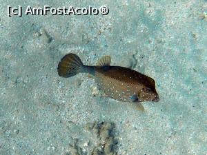 [P24] blackspoted pufferfish » foto by basaku
 - 
<span class="allrVoted glyphicon glyphicon-heart hidden" id="av945922"></span>
<a class="m-l-10 hidden" id="sv945922" onclick="voting_Foto_DelVot(,945922,8517)" role="button">șterge vot <span class="glyphicon glyphicon-remove"></span></a>
<a id="v9945922" class=" c-red"  onclick="voting_Foto_SetVot(945922)" role="button"><span class="glyphicon glyphicon-heart-empty"></span> <b>LIKE</b> = Votează poza</a> <img class="hidden"  id="f945922W9" src="/imagini/loader.gif" border="0" /><span class="AjErrMes hidden" id="e945922ErM"></span>