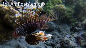 [P30] Lion fish » foto by basaku
 - 
<span class="allrVoted glyphicon glyphicon-heart hidden" id="av945928"></span>
<a class="m-l-10 hidden" id="sv945928" onclick="voting_Foto_DelVot(,945928,8517)" role="button">șterge vot <span class="glyphicon glyphicon-remove"></span></a>
<a id="v9945928" class=" c-red"  onclick="voting_Foto_SetVot(945928)" role="button"><span class="glyphicon glyphicon-heart-empty"></span> <b>LIKE</b> = Votează poza</a> <img class="hidden"  id="f945928W9" src="/imagini/loader.gif" border="0" /><span class="AjErrMes hidden" id="e945928ErM"></span>