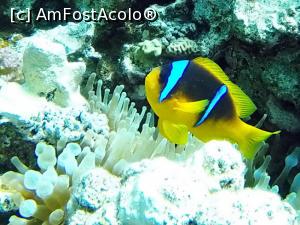 [P33] red sea anemonen fish » foto by basaku
 - 
<span class="allrVoted glyphicon glyphicon-heart hidden" id="av945931"></span>
<a class="m-l-10 hidden" id="sv945931" onclick="voting_Foto_DelVot(,945931,8517)" role="button">șterge vot <span class="glyphicon glyphicon-remove"></span></a>
<a id="v9945931" class=" c-red"  onclick="voting_Foto_SetVot(945931)" role="button"><span class="glyphicon glyphicon-heart-empty"></span> <b>LIKE</b> = Votează poza</a> <img class="hidden"  id="f945931W9" src="/imagini/loader.gif" border="0" /><span class="AjErrMes hidden" id="e945931ErM"></span>