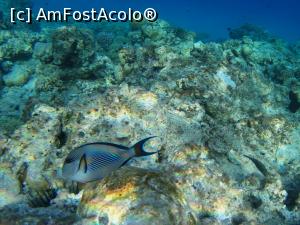 [P34] sohal surgeon fish » foto by basaku
 - 
<span class="allrVoted glyphicon glyphicon-heart hidden" id="av945932"></span>
<a class="m-l-10 hidden" id="sv945932" onclick="voting_Foto_DelVot(,945932,8517)" role="button">șterge vot <span class="glyphicon glyphicon-remove"></span></a>
<a id="v9945932" class=" c-red"  onclick="voting_Foto_SetVot(945932)" role="button"><span class="glyphicon glyphicon-heart-empty"></span> <b>LIKE</b> = Votează poza</a> <img class="hidden"  id="f945932W9" src="/imagini/loader.gif" border="0" /><span class="AjErrMes hidden" id="e945932ErM"></span>