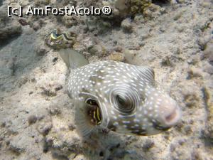 [P35] white spotted puffer » foto by basaku
 - 
<span class="allrVoted glyphicon glyphicon-heart hidden" id="av945933"></span>
<a class="m-l-10 hidden" id="sv945933" onclick="voting_Foto_DelVot(,945933,8517)" role="button">șterge vot <span class="glyphicon glyphicon-remove"></span></a>
<a id="v9945933" class=" c-red"  onclick="voting_Foto_SetVot(945933)" role="button"><span class="glyphicon glyphicon-heart-empty"></span> <b>LIKE</b> = Votează poza</a> <img class="hidden"  id="f945933W9" src="/imagini/loader.gif" border="0" /><span class="AjErrMes hidden" id="e945933ErM"></span>