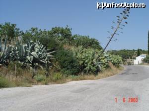 [P23] Agave și cactuși pe șoseaua de la mănăstire la Souvala, lîngă o livadă de fistic » foto by abancor
 - 
<span class="allrVoted glyphicon glyphicon-heart hidden" id="av566705"></span>
<a class="m-l-10 hidden" id="sv566705" onclick="voting_Foto_DelVot(,566705,8651)" role="button">șterge vot <span class="glyphicon glyphicon-remove"></span></a>
<a id="v9566705" class=" c-red"  onclick="voting_Foto_SetVot(566705)" role="button"><span class="glyphicon glyphicon-heart-empty"></span> <b>LIKE</b> = Votează poza</a> <img class="hidden"  id="f566705W9" src="/imagini/loader.gif" border="0" /><span class="AjErrMes hidden" id="e566705ErM"></span>