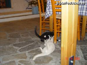 [P31] Echipa de curățenie – specializarea resturi de pește » foto by abancor
 - 
<span class="allrVoted glyphicon glyphicon-heart hidden" id="av566713"></span>
<a class="m-l-10 hidden" id="sv566713" onclick="voting_Foto_DelVot(,566713,8651)" role="button">șterge vot <span class="glyphicon glyphicon-remove"></span></a>
<a id="v9566713" class=" c-red"  onclick="voting_Foto_SetVot(566713)" role="button"><span class="glyphicon glyphicon-heart-empty"></span> <b>LIKE</b> = Votează poza</a> <img class="hidden"  id="f566713W9" src="/imagini/loader.gif" border="0" /><span class="AjErrMes hidden" id="e566713ErM"></span>