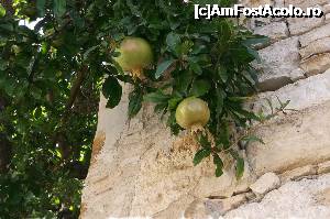 [P27] Aici pătlăgelele cresc în copac, cu susul în jos :) » foto by Dan-Ioan
 - 
<span class="allrVoted glyphicon glyphicon-heart hidden" id="av695795"></span>
<a class="m-l-10 hidden" id="sv695795" onclick="voting_Foto_DelVot(,695795,8651)" role="button">șterge vot <span class="glyphicon glyphicon-remove"></span></a>
<a id="v9695795" class=" c-red"  onclick="voting_Foto_SetVot(695795)" role="button"><span class="glyphicon glyphicon-heart-empty"></span> <b>LIKE</b> = Votează poza</a> <img class="hidden"  id="f695795W9" src="/imagini/loader.gif" border="0" /><span class="AjErrMes hidden" id="e695795ErM"></span>