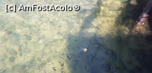 [P09] Pestii la ponton, le dam chifle » foto by bogdan78
 - 
<span class="allrVoted glyphicon glyphicon-heart hidden" id="av1238035"></span>
<a class="m-l-10 hidden" id="sv1238035" onclick="voting_Foto_DelVot(,1238035,8653)" role="button">șterge vot <span class="glyphicon glyphicon-remove"></span></a>
<a id="v91238035" class=" c-red"  onclick="voting_Foto_SetVot(1238035)" role="button"><span class="glyphicon glyphicon-heart-empty"></span> <b>LIKE</b> = Votează poza</a> <img class="hidden"  id="f1238035W9" src="/imagini/loader.gif" border="0" /><span class="AjErrMes hidden" id="e1238035ErM"></span>