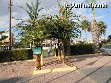 [P16] Statiunea Larnaka - Lordos Beach Hotel, locul de intalnire pentru plecarea in excursii. » foto by iulianic
 - 
<span class="allrVoted glyphicon glyphicon-heart hidden" id="av276064"></span>
<a class="m-l-10 hidden" id="sv276064" onclick="voting_Foto_DelVot(,276064,8732)" role="button">șterge vot <span class="glyphicon glyphicon-remove"></span></a>
<a id="v9276064" class=" c-red"  onclick="voting_Foto_SetVot(276064)" role="button"><span class="glyphicon glyphicon-heart-empty"></span> <b>LIKE</b> = Votează poza</a> <img class="hidden"  id="f276064W9" src="/imagini/loader.gif" border="0" /><span class="AjErrMes hidden" id="e276064ErM"></span>